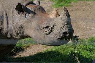 Rhino shot on Panasonic Lumix G9 II