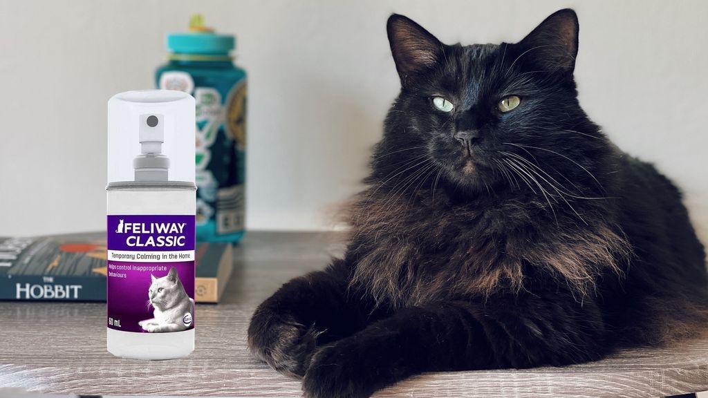Feliway explained How Feliway can help stressed cats PetsRadar