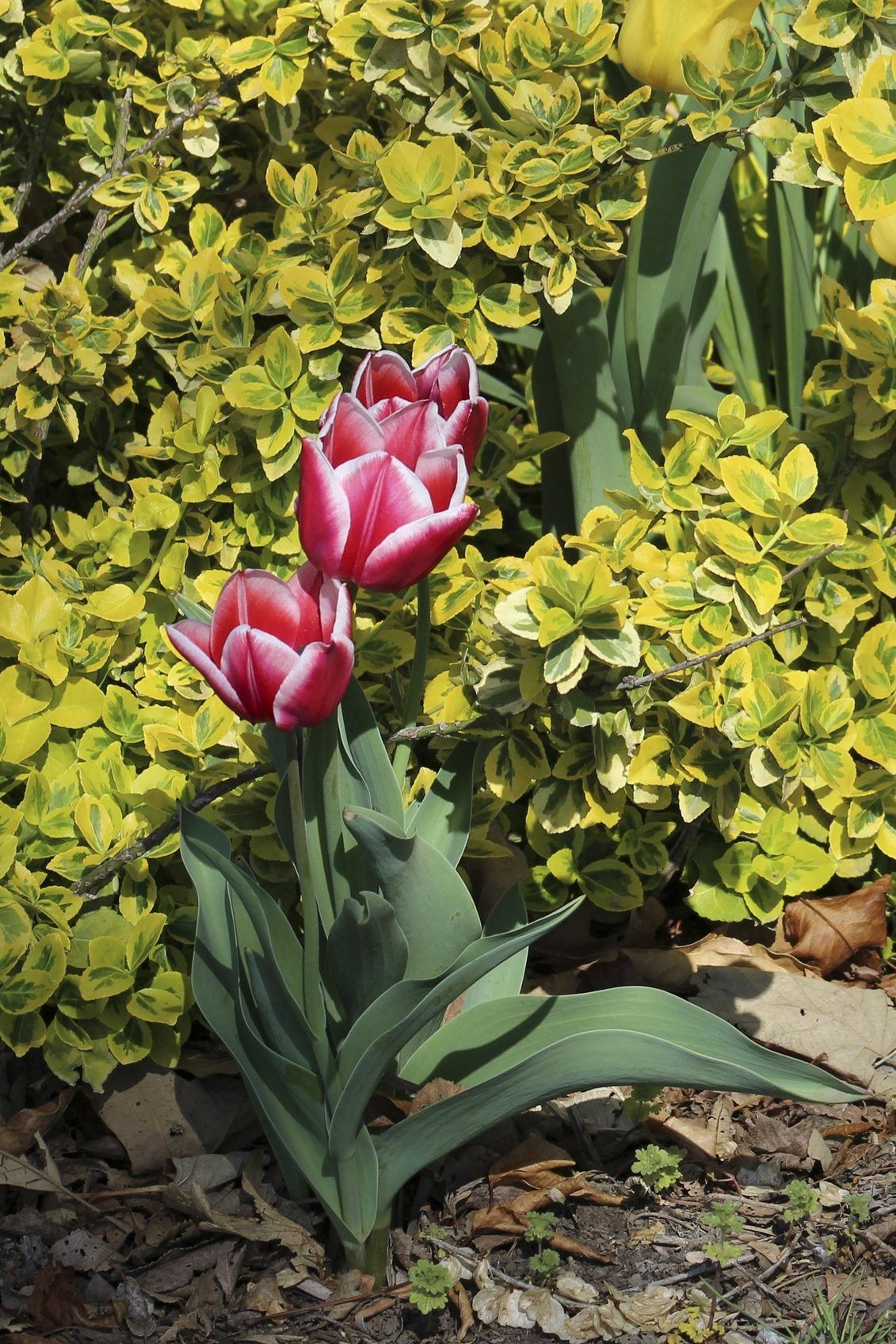 Euonymus Plants