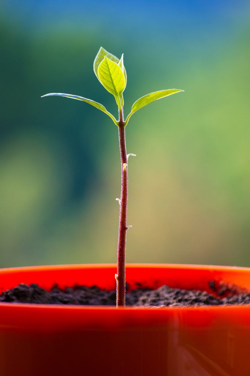 Avocado Seedling In Red Pot