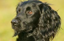 spaniel2.JPG