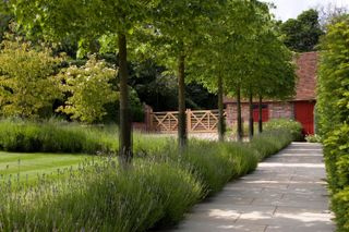 pathway with lavender from Bowles & Wyer