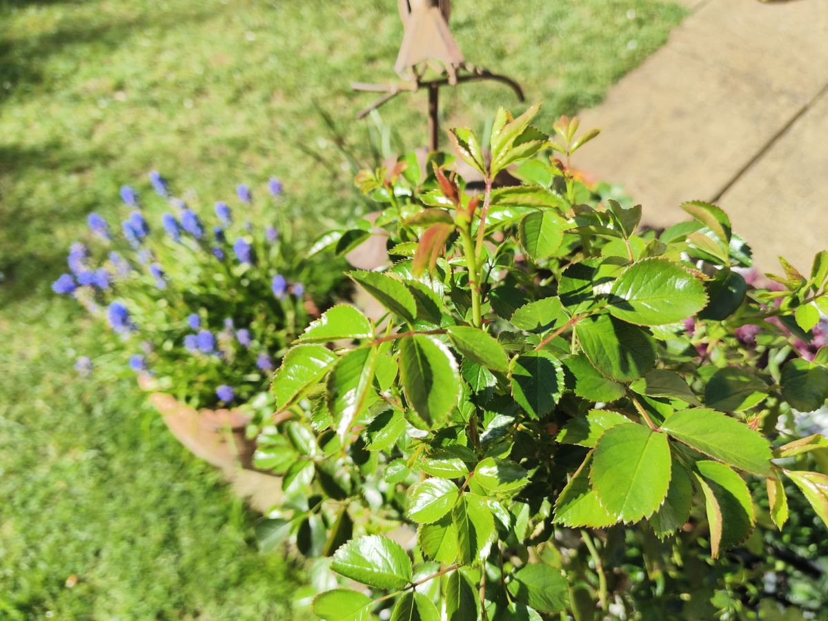 Example pictures taken with Oukitel WP200 Pro