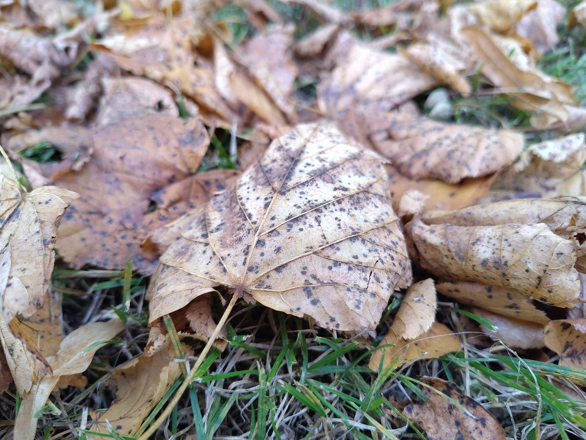A Fairphone 5 camera sample