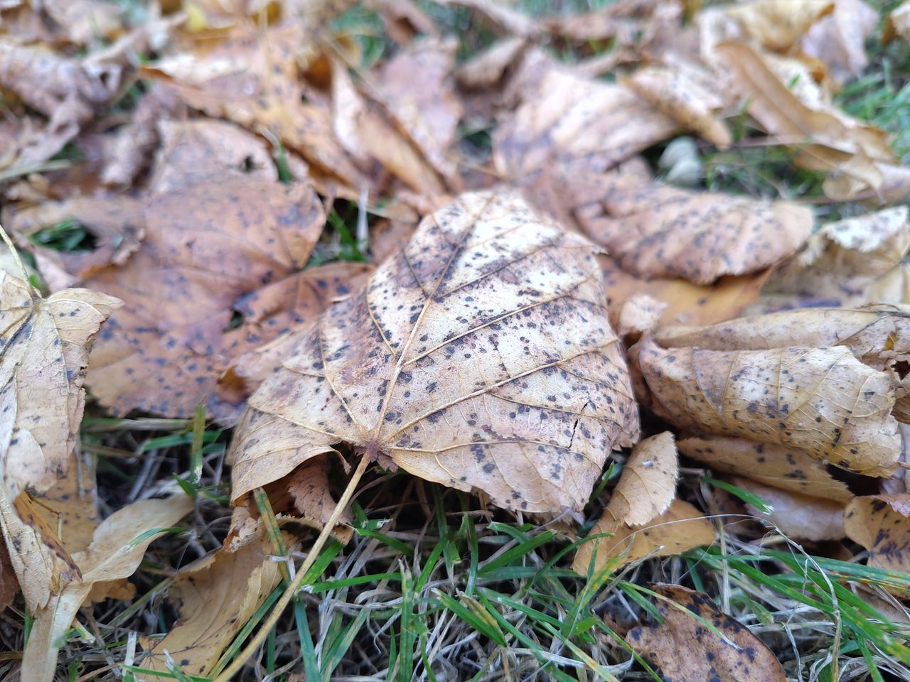 A Fairphone 5 camera sample