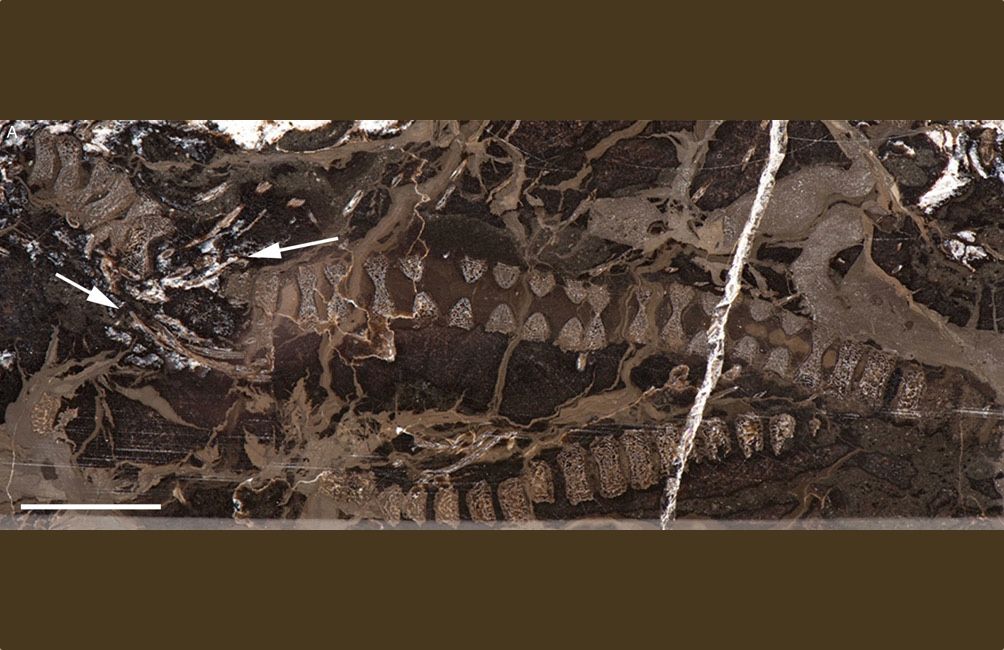 Scientists found the remains of an ichthyosaur with up to eight ichthyosaur embryos (white arrows) inside.