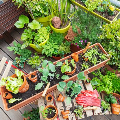 Vegetable container garden combination on patio