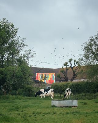 Charleston outdoors stage as seen in green rural setting with cows on view