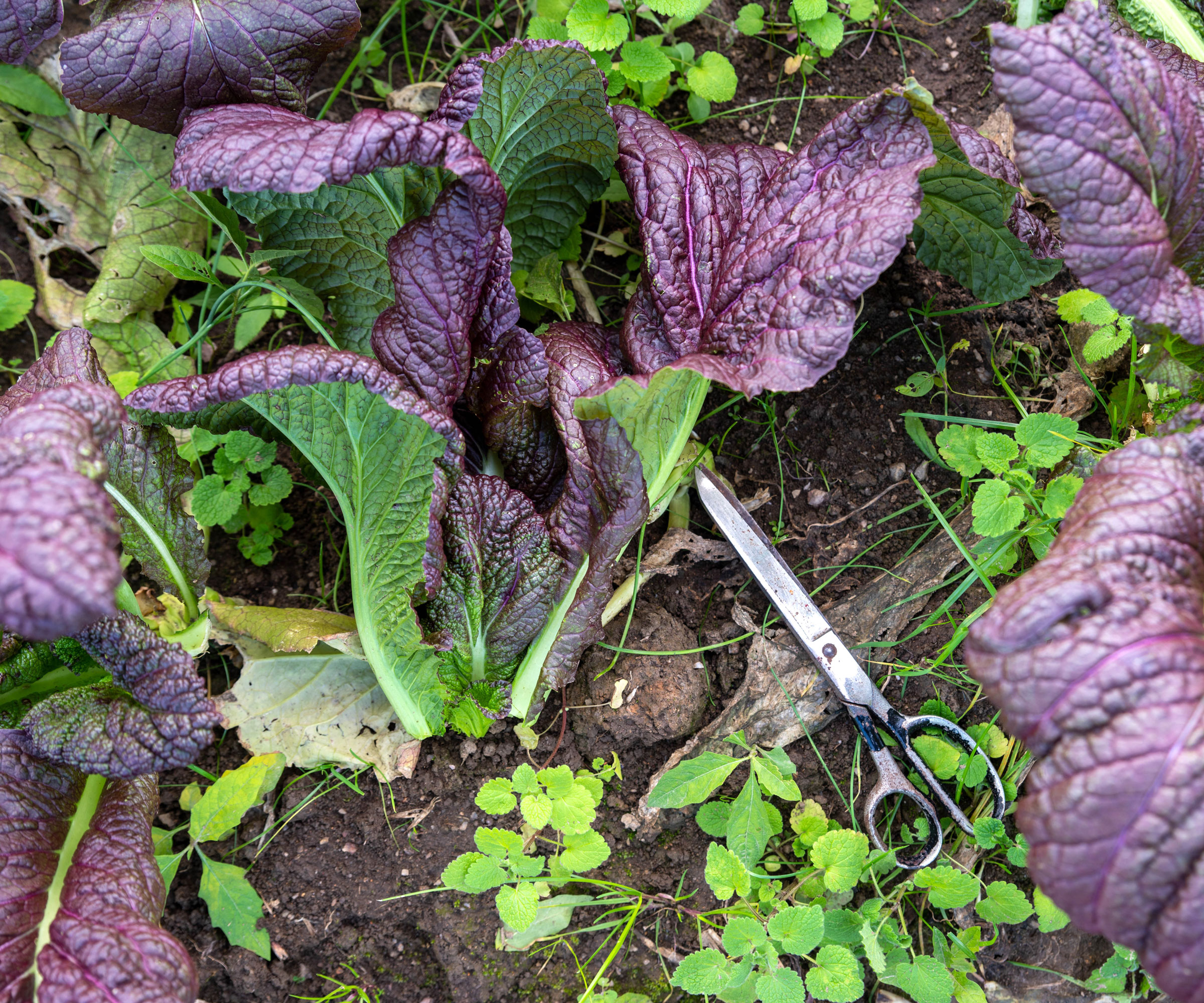 red mustard leaves with scissors on ground
