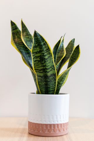 A snake plant in a pink and white pot