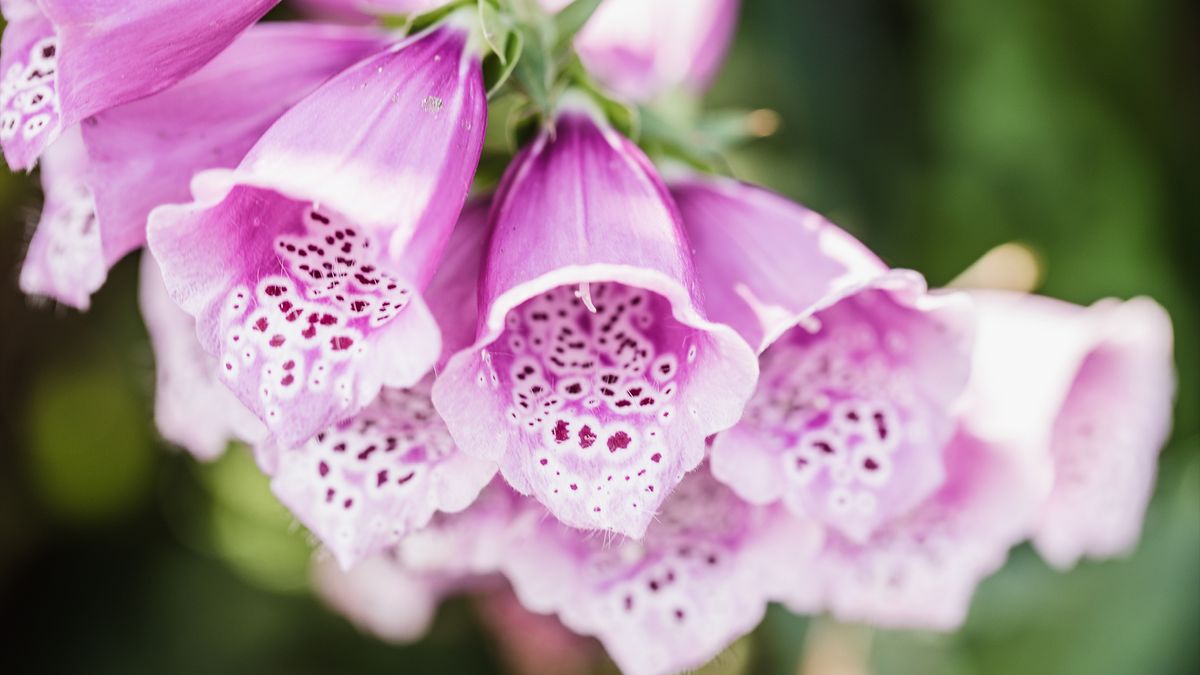 Purple foxglove flower field.