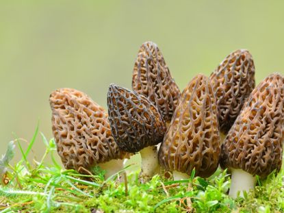 Sponge-Like Morel Mushrooms