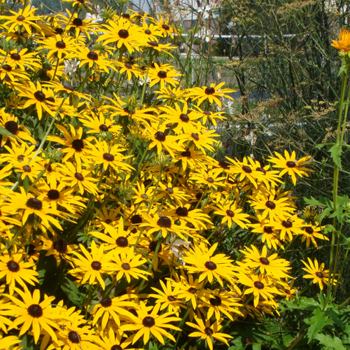 Goldsturm Black-Eyed Susan