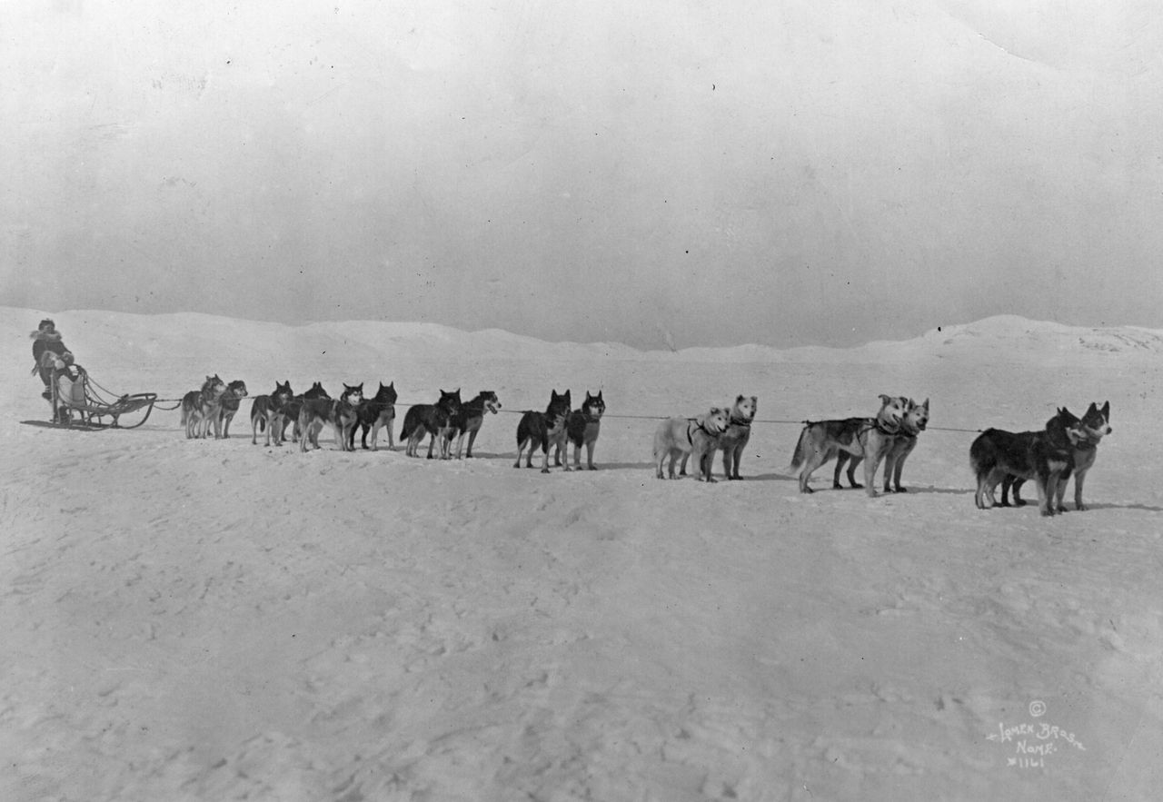 Leonhard Seppala stands with his team of Siberian sled dogs on the ice at the start of Roald Amundsen&rsquo;s North Pole expedition, October 27, 1920.