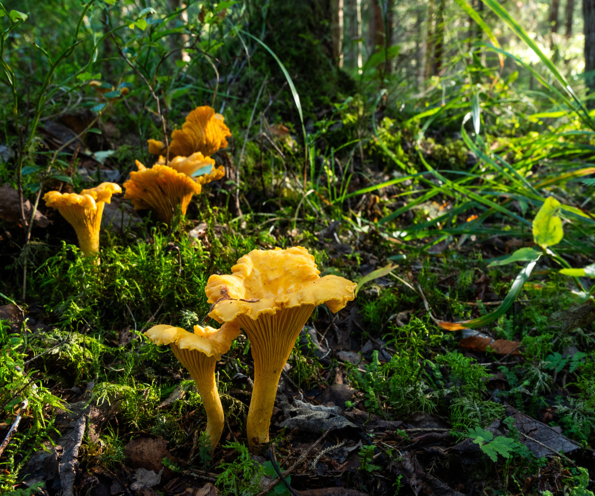 A group of edible mushrooms, Golden chanterelle fruit bodies growing in a late summer forest in Estonia, Northern Europe