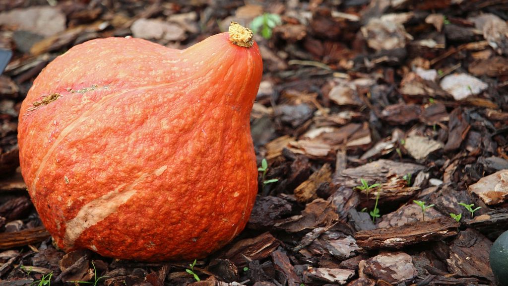 golden Hubbard pumpkin squash 