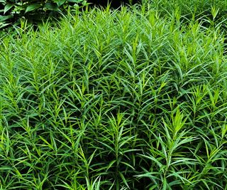 A tarragon plant