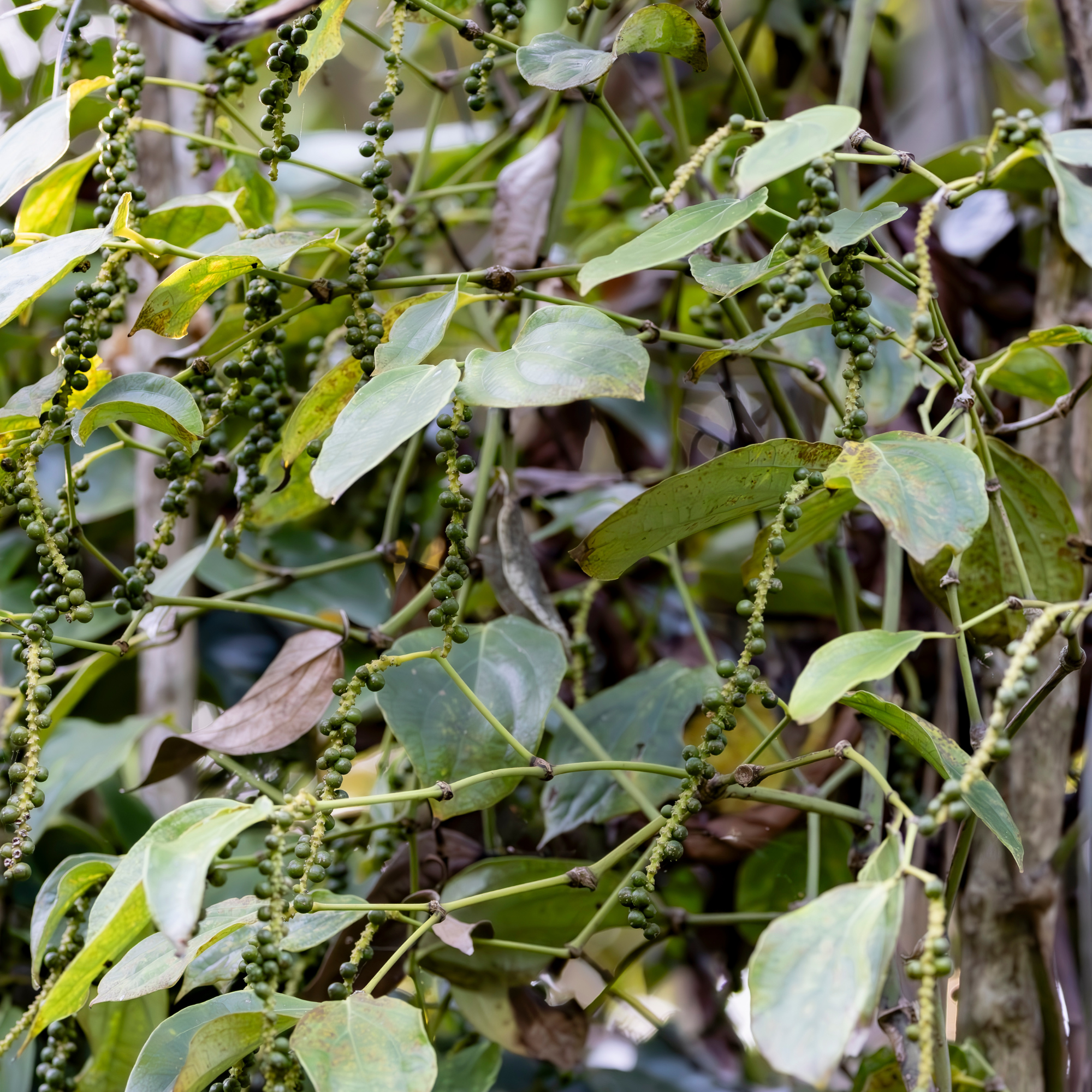 black pepper plant