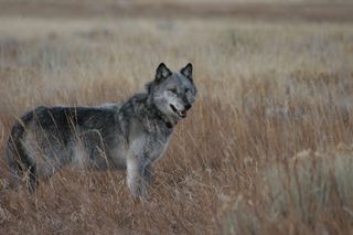 Wolves were reintroduced to Yellowstone National Park in 1995 and 1996.