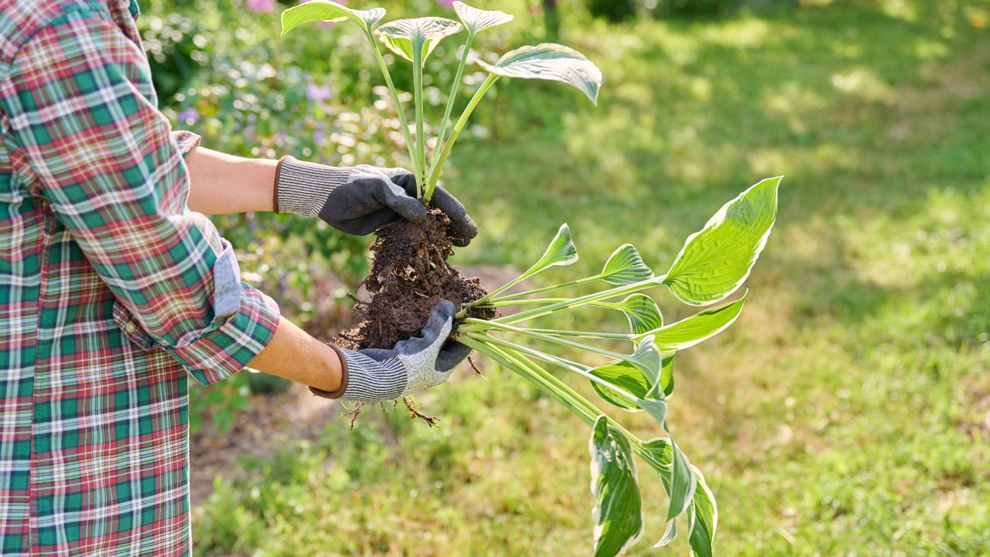 Woman holding divided hostas