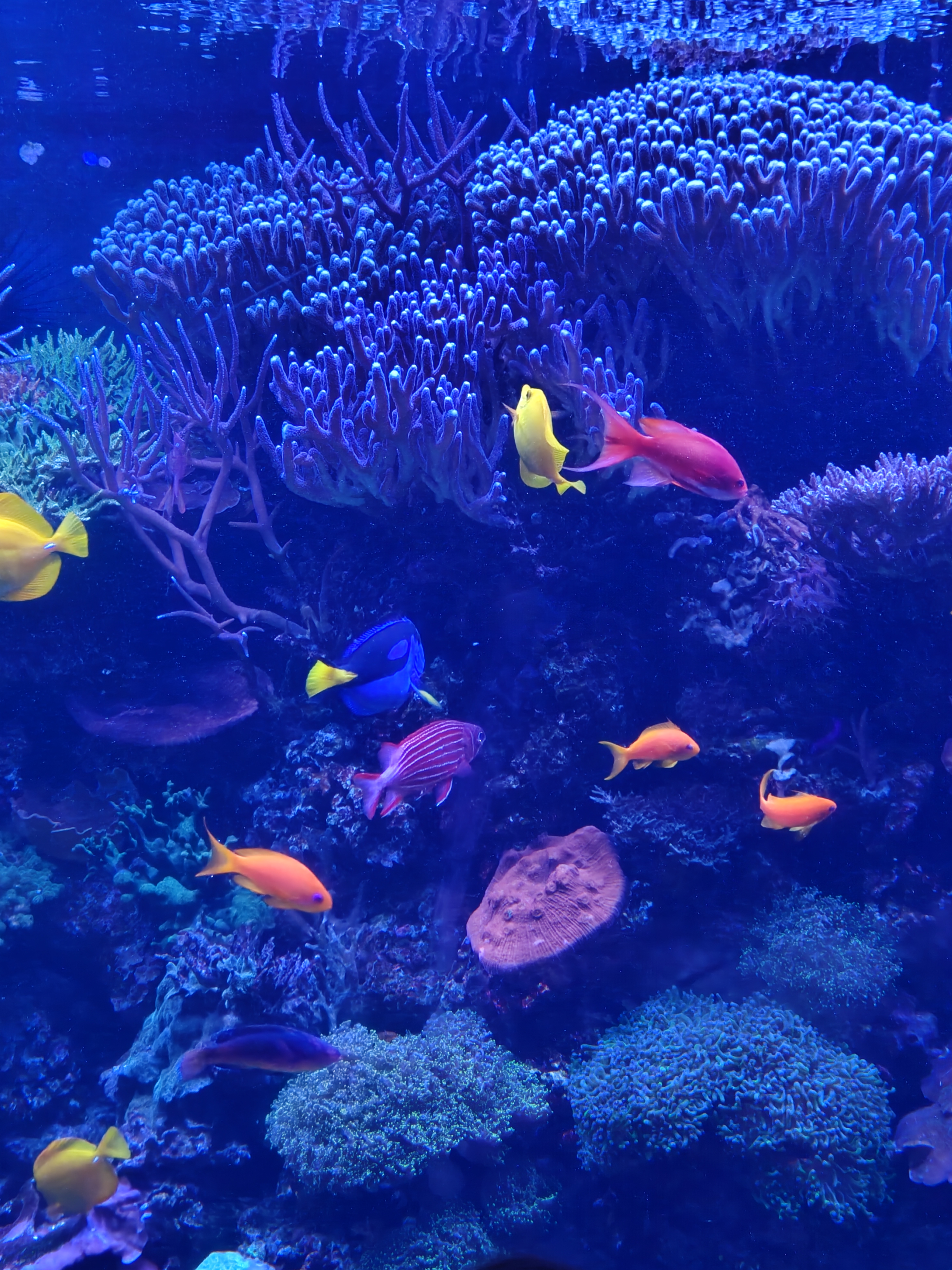 Colorful fish in an aquarium fishtank