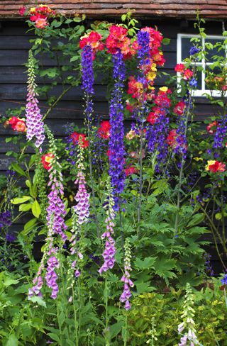 cottage garden flowers perennials