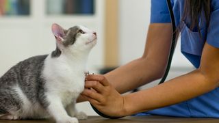 Vet checking cat