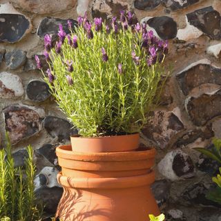 A Lavender (Lavandula) and other plants in terracotta pots