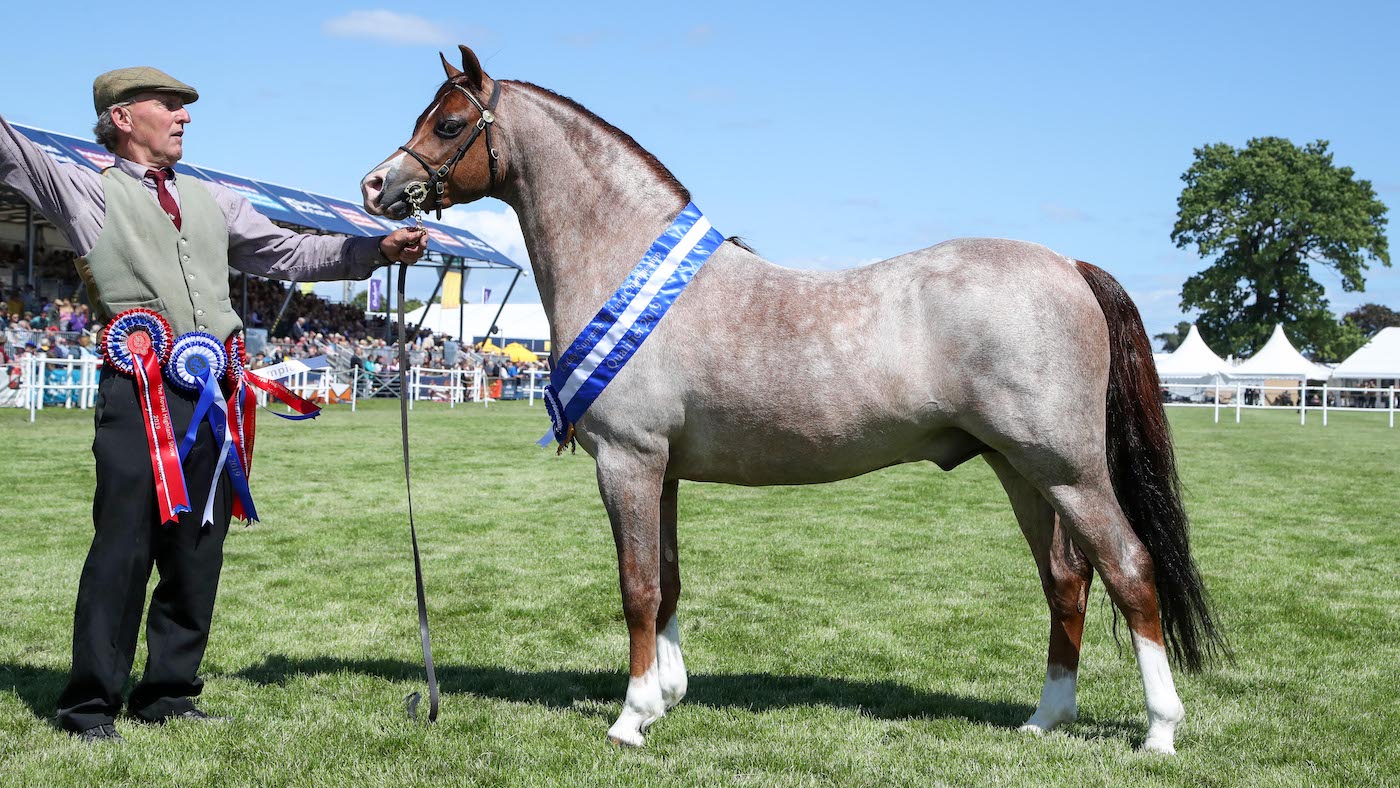 In-hand pony champion