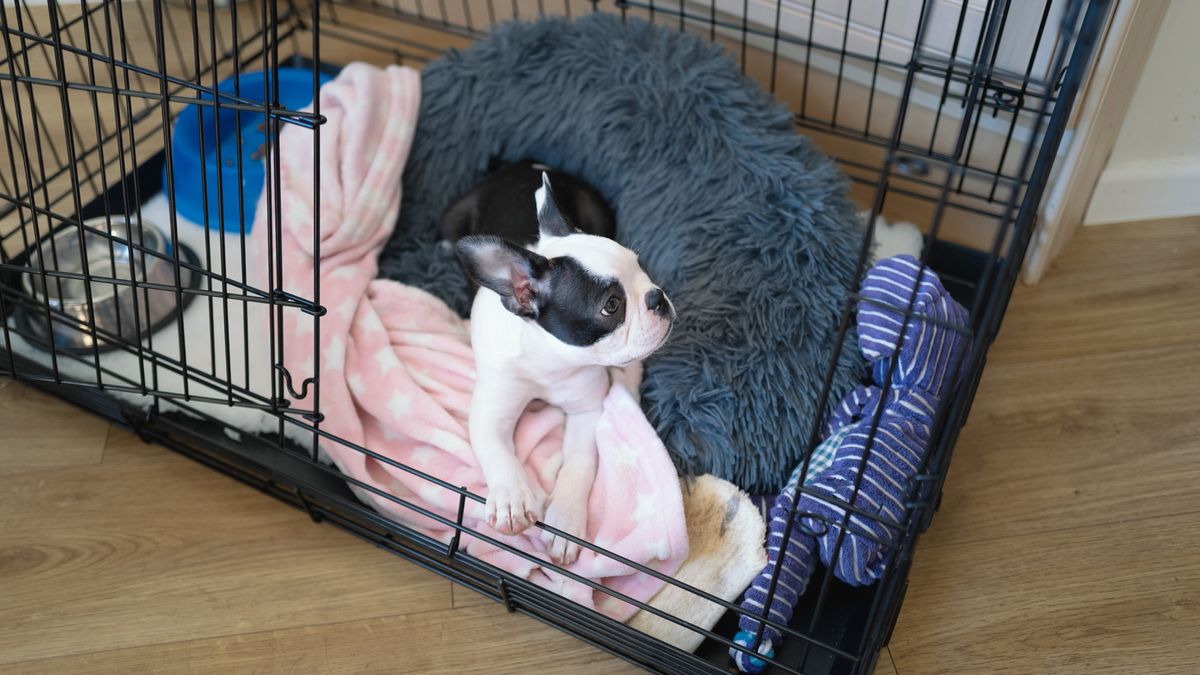 Dog resting inside it&#039;s crate with the door open