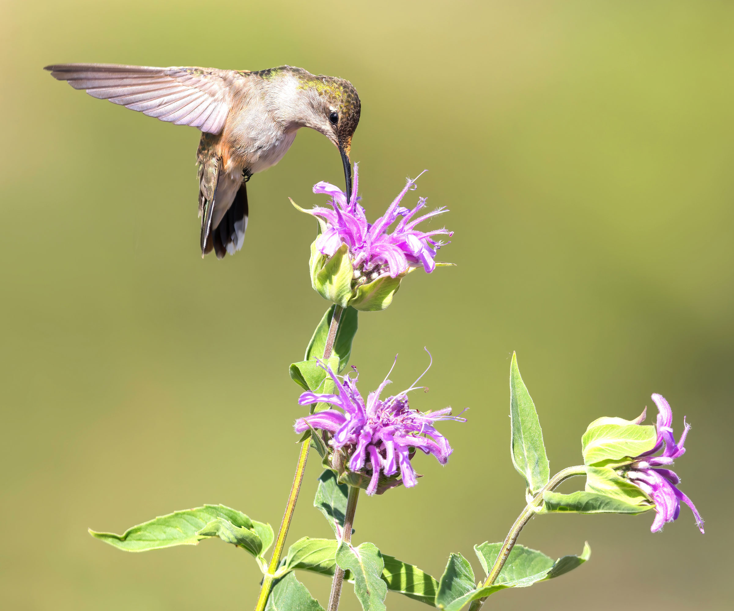 young hummingbird feeding on bee balm flowers