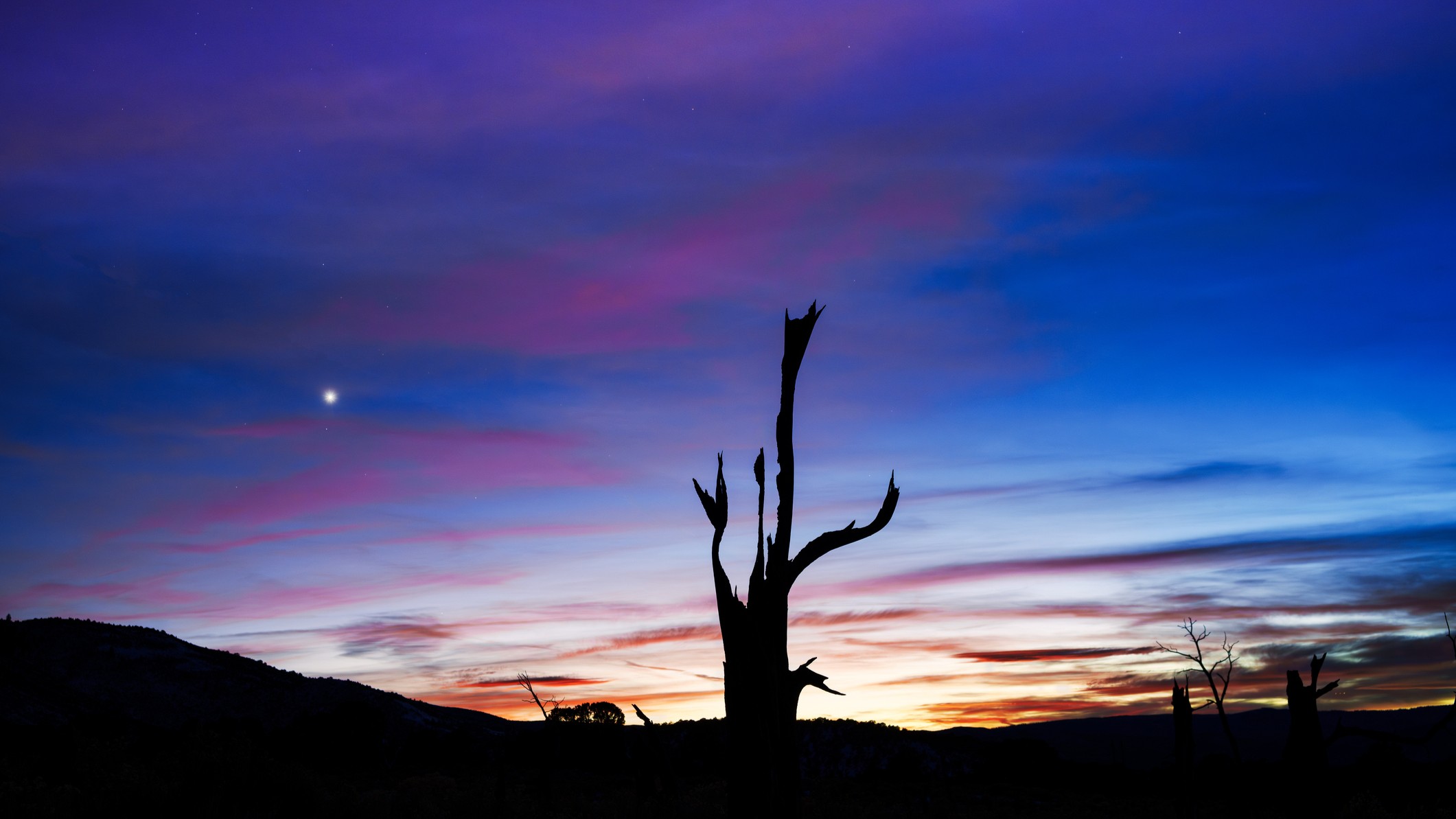 night sky image showing venus shining bright to the left of the image and a tree silhouetted in the foreground.