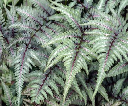 Best ferns for shade: 8 fascinating fronds to grow | Homes & Gardens