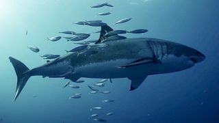 Pacific jack mackerel rubbing against a great white shark at Guadalupe Island in Mexico.