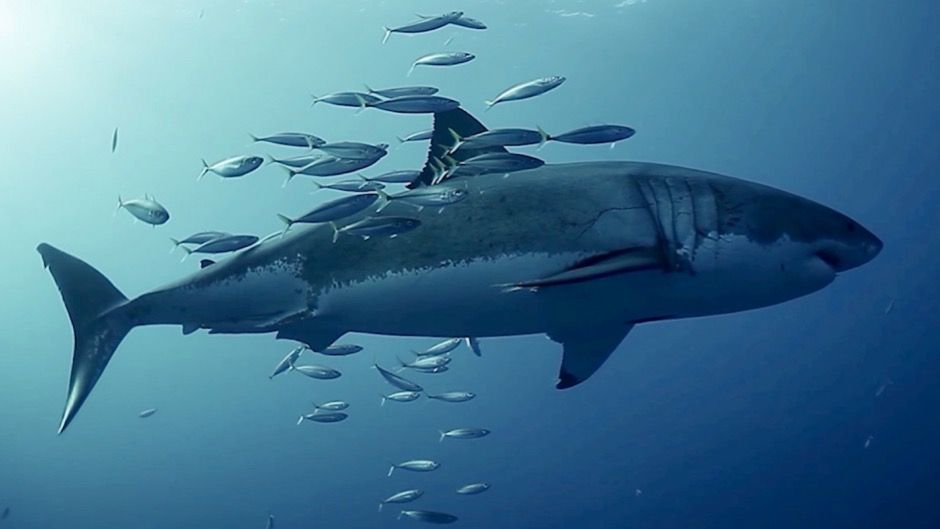 Pacific jack mackerel rubbing against a great white shark at Guadalupe Island in Mexico.