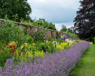 Colourful mixed herbaceous border at Oxburgh Hall, Norfolk UK. By the path are clumps of purple Catmint, also known as Nepeta Racemosa or Walker's Low
