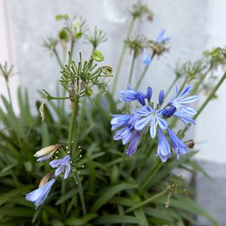 Agapanthus plant in bloom next to flowerheads that have been deadheaded