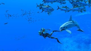 A screenshot from Endless Ocean Luminous showing a scuba diver swimming alongside sea creatures.