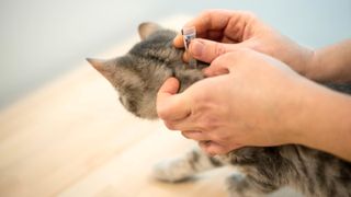 Cat getting flea treatment