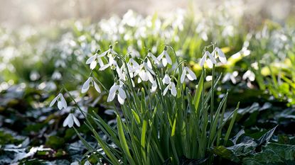 white flowers and green leaves of spring flowering snowdrops 
