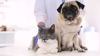 Veterinarian examining cute pug dog and cat in clinic