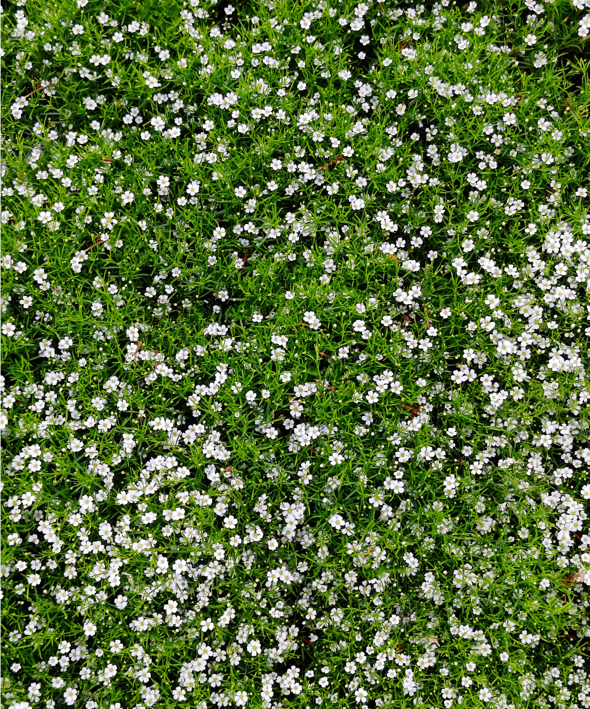Irish moss lawn