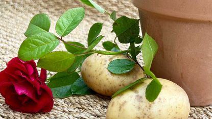 rose and potatoes