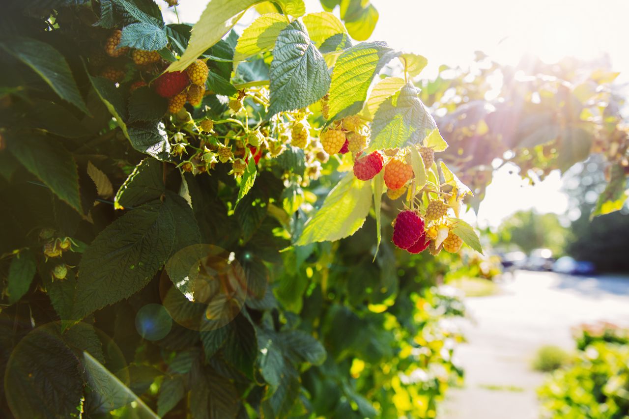 growing raspberries