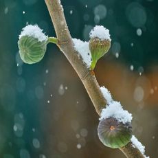 Three figs covered in snow growing on a branch