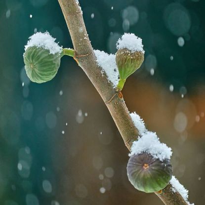 Three figs covered in snow growing on a branch