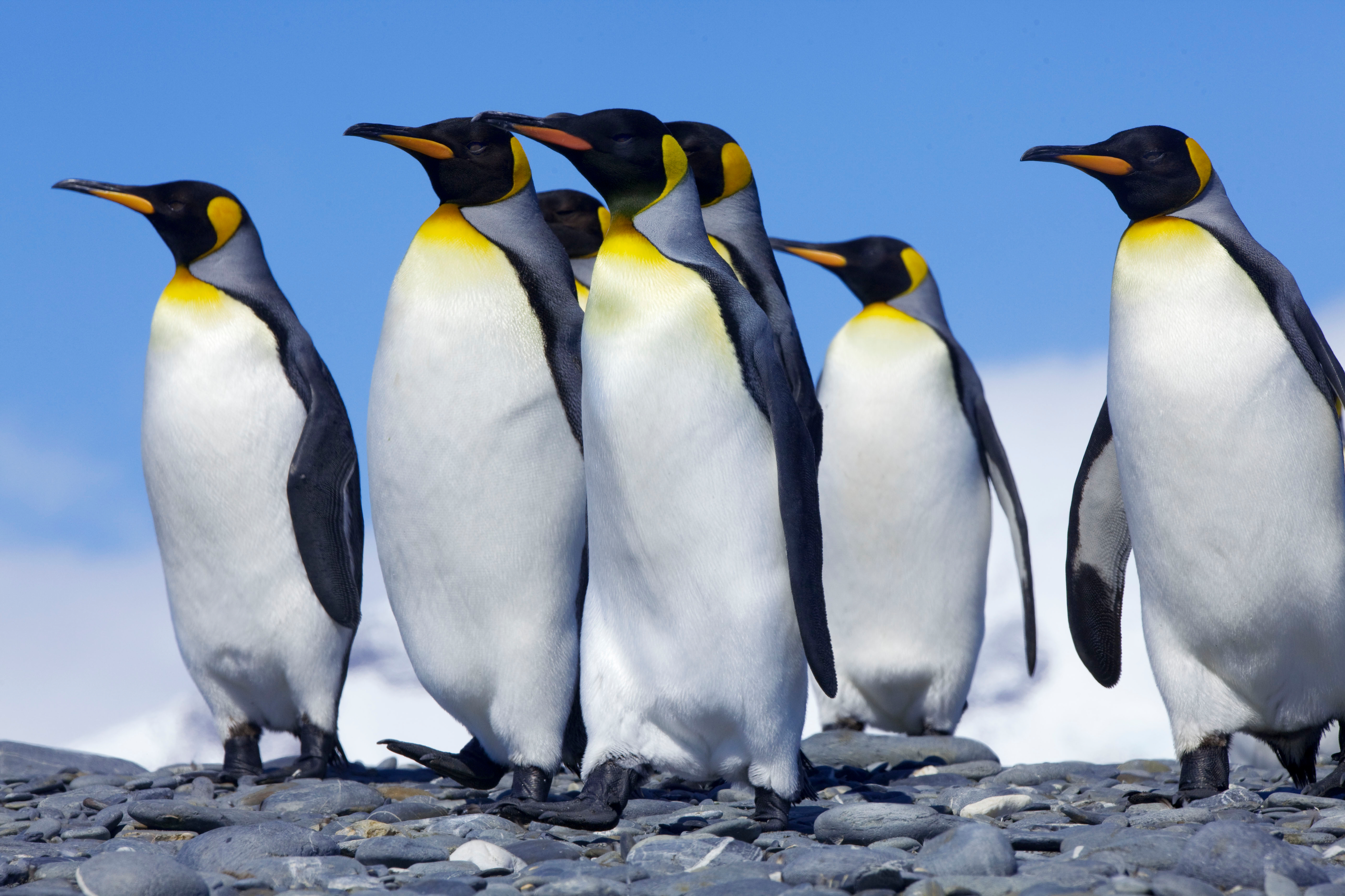King penguins huddle in Antarctica
