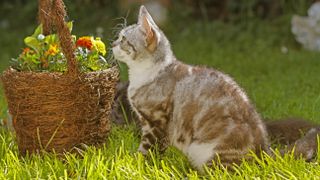 American Wirehair