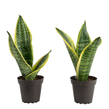Costa Farms 6&amp;quot; Snake Plant Grower's Choice Live Plants in 4&amp;quot; Grower Pot (2 Count)