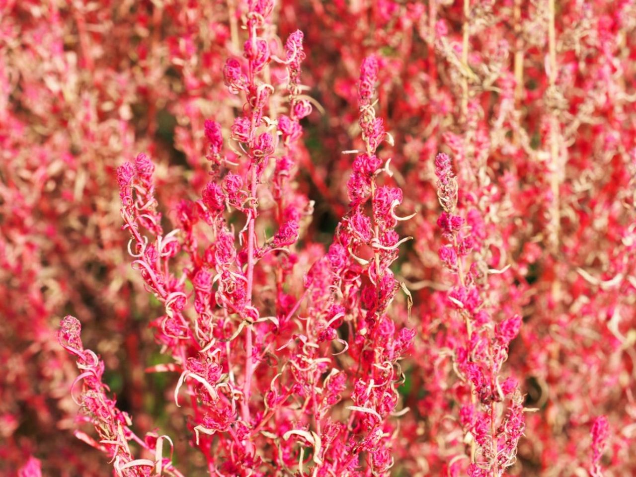 Pink Kochia Burning Bush Plant